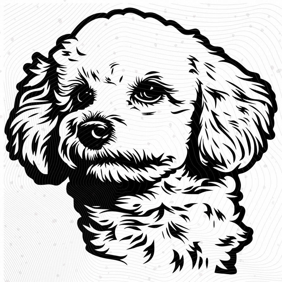 Downloadable Bichon Frise 8-Image Pack